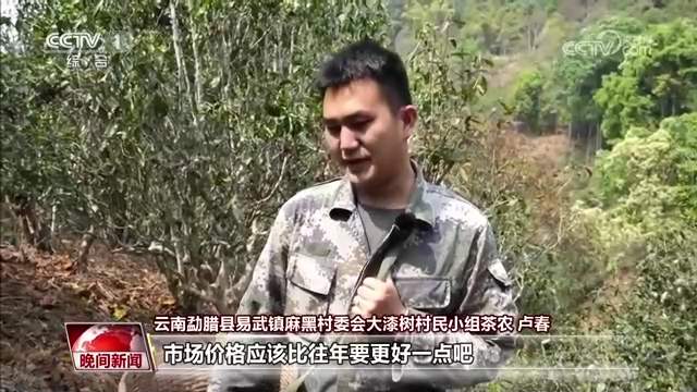 又是一年春茶季 各地茶园抢“鲜”采