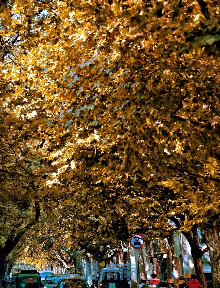 济南经三路，“上新”绝美秋景！