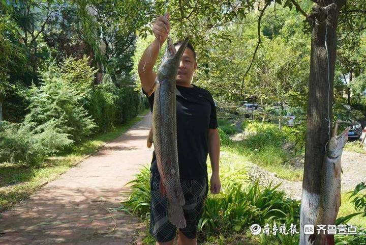 青岛一小区内人工湖中发现多条外来物种鳄雀鳝，物业抽干湖水抓捕