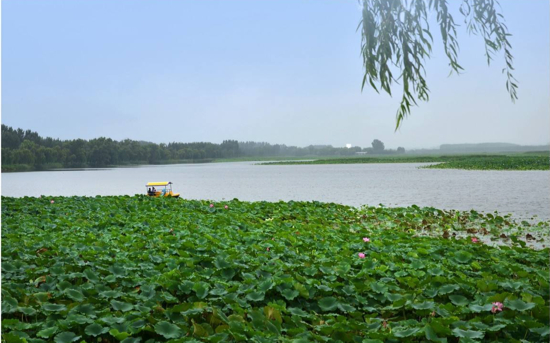 济南新名片！白云湖湿地亮相央视《共和国发展成就巡礼》