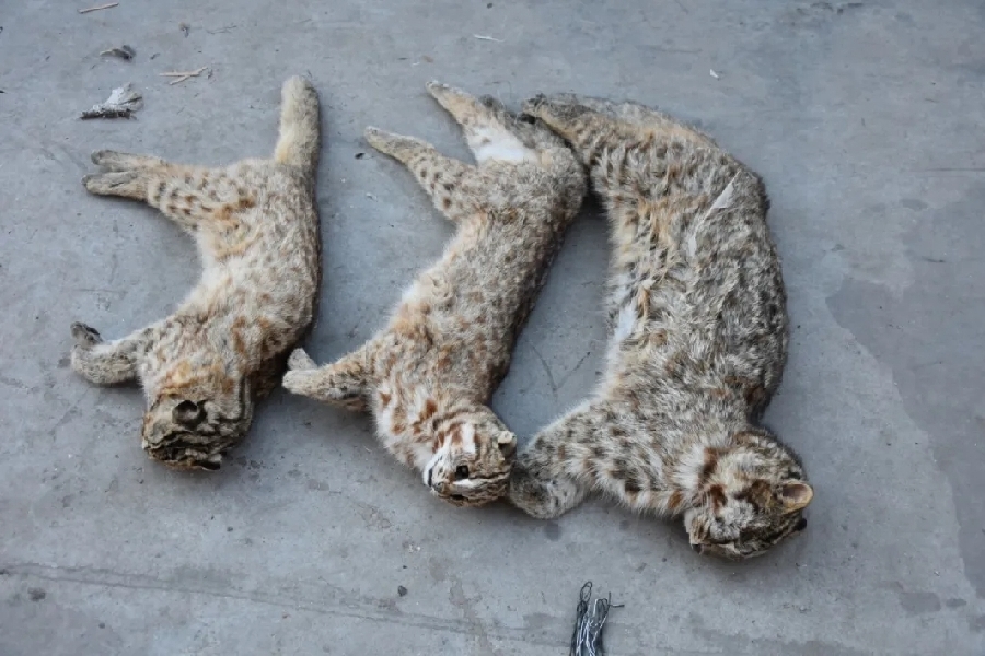 最高检发布第三批妨害新冠肺炎疫情防控犯罪典型案例