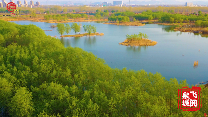 【飞“阅”泉城】小清河源头湿地公园：绿柳依依 水光潋滟 河道纵横 水乡画卷
