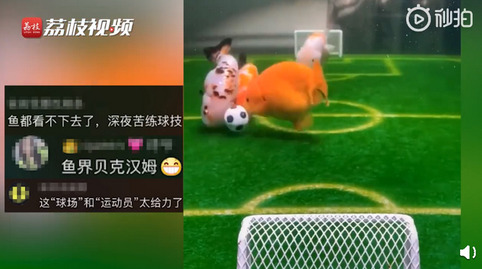 疫情宅家，广东一小伙训练金鱼踢足球 网友：鱼界的贝克汉姆！