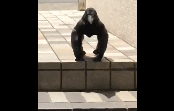 网友炸了！黑猩猩“变脸”长尖嘴？专家称是一只巨嘴乌鸦在晒太阳