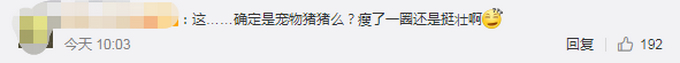 武汉宠物猪独自在家坚守两个月 瘦的肚子都没了