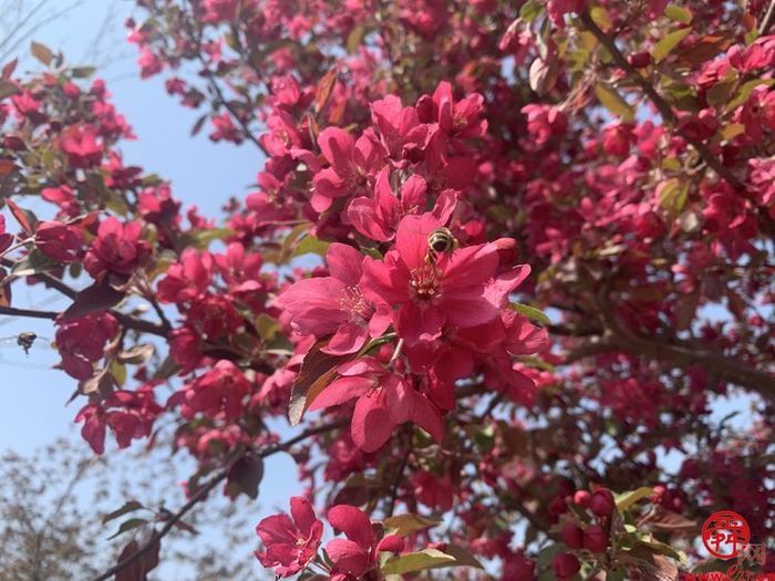 陌上春来，一起来官庄看花开成海