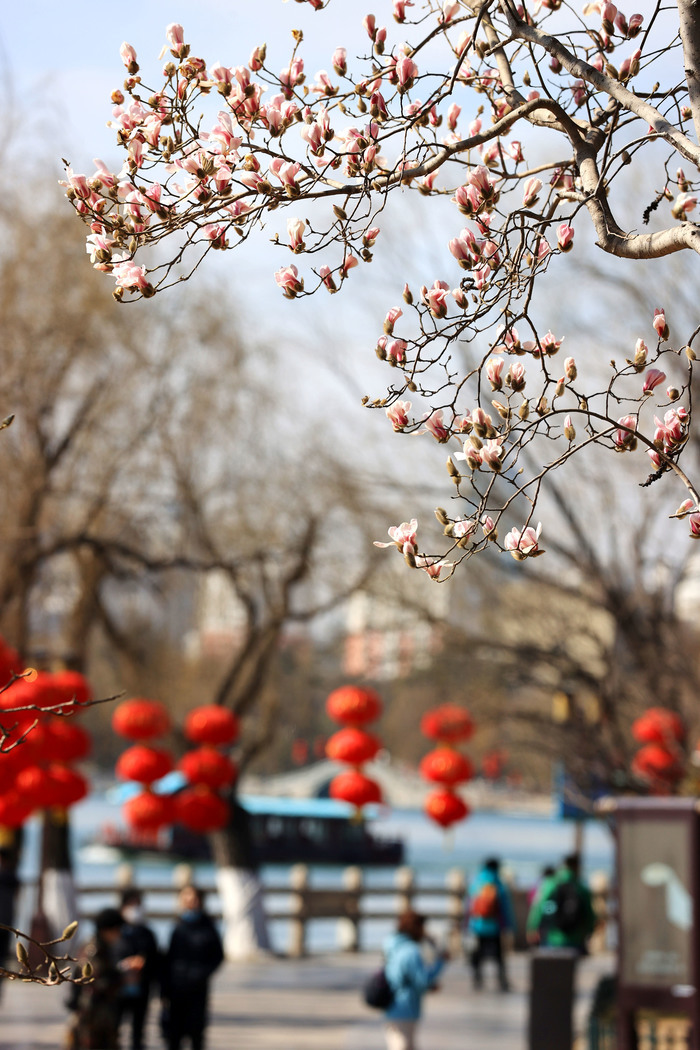 玉兰花开明湖畔 天蓝云淡春光好