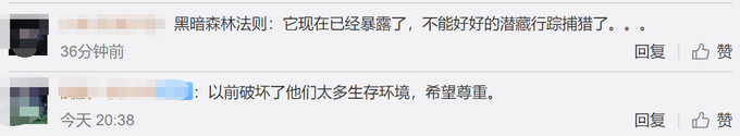 令人揪心!北极熊身上被涂字细节原来是这样子 网友怒了！