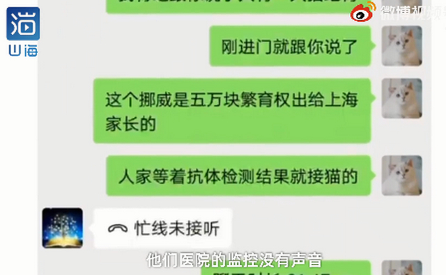 主人崩溃！名贵猫王后代被医院误做绝育，医院：不算医疗事故