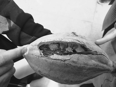 到这里看“植物大战僵尸”!京城最古老植物温室明起重新开放