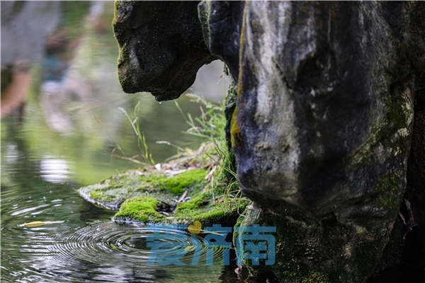 趵突泉地下水位突破29米大关！“月牙飞瀑”奇观重现！