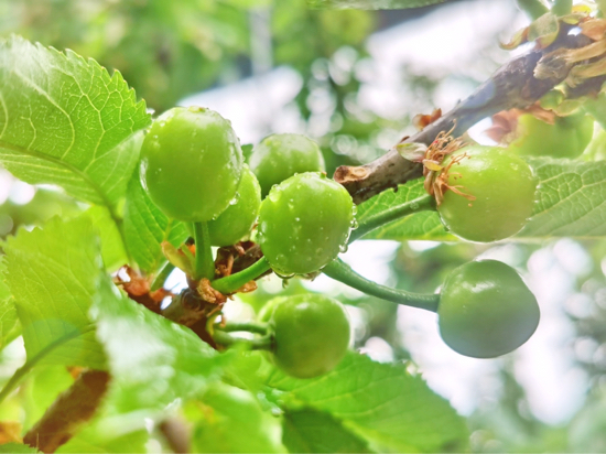 【春耕进行时（五）】章丘相公镇：扶贫大棚内 樱桃长势喜人