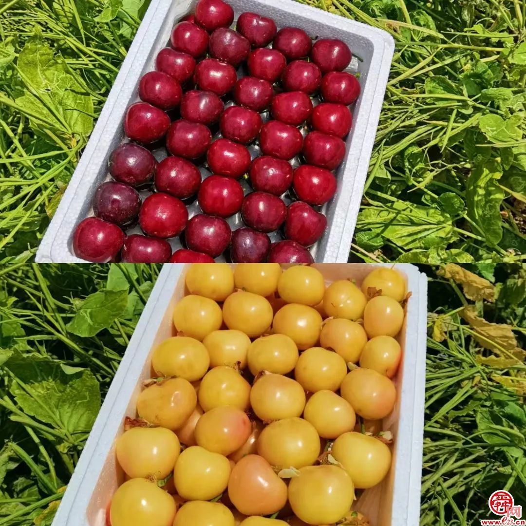 济南造樱桃喝泉水“撑”到两个大，上市30天火爆售空