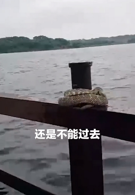 江西暴雨近百只老鼠凉亭内躲洪水|江西暴雨近百只老鼠凉亭内躲洪水是怎么回事?终于真相了,原来是这样！