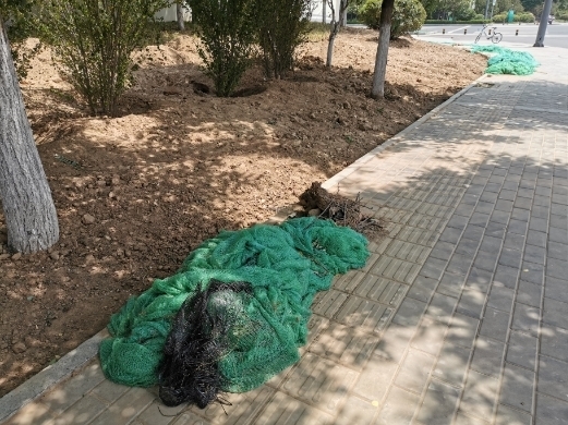 【啄木鸟在行动】烟台路部分路段绿化带内黄土裸露