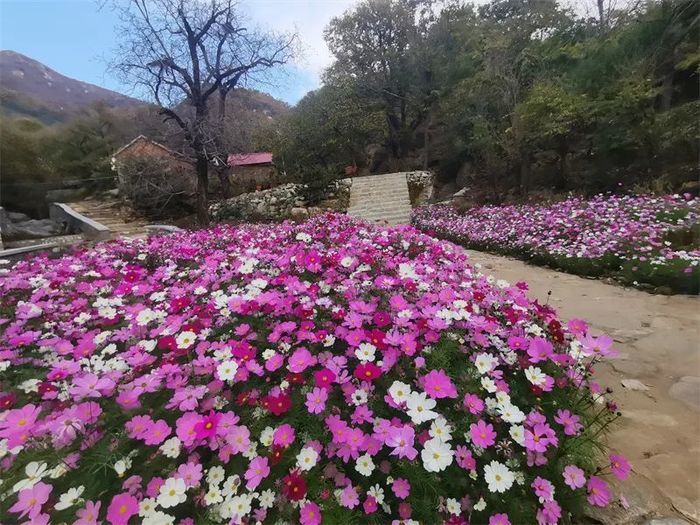 古槐、古皂荚、古榆、古银杏，2023年济南添20处“古树保护园”