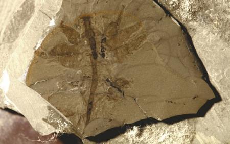 “化石宝库”清江生物群 打开观察“生命大爆发”窗口