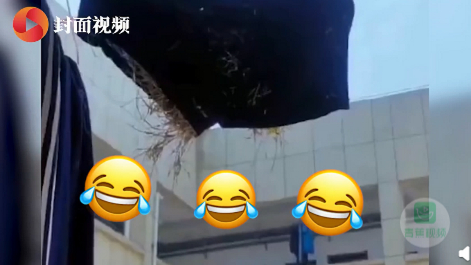 阳台晾晒的内裤长鸟窝？家长：再晚点小鸟都孵出来了