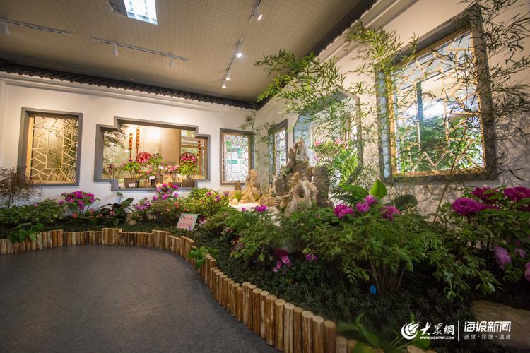 声色山东丨今年冬天来济南看“花王” 20多种牡丹首次集中亮相