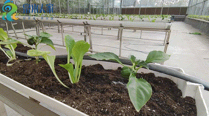 泉水人家于禄海深藏大山20年 拓荒5400亩建“天然氧吧”