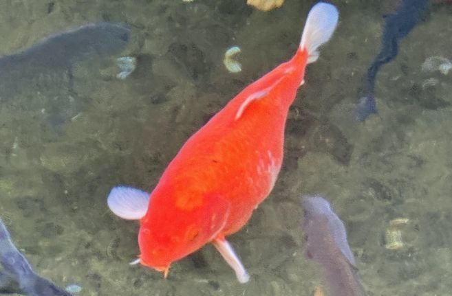 趵突泉公园的“猪鲤”减肥成功了吗？