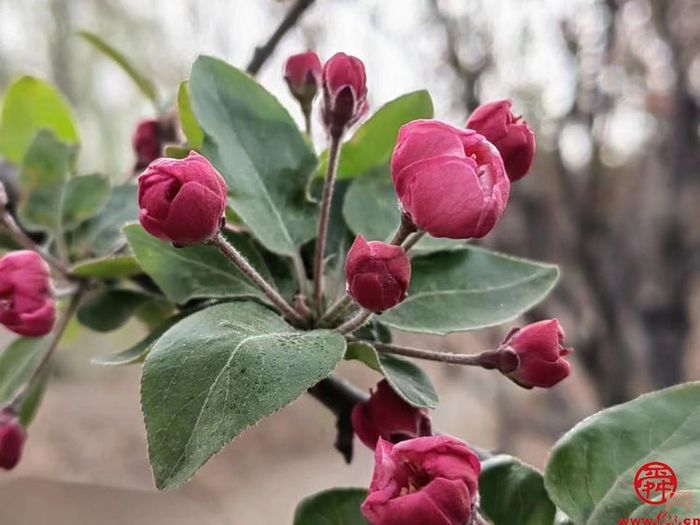 陌上春来，一起来官庄看花开成海