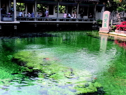 高温少雨,趵突泉水位迫近红线!离汛期还有一个月……
