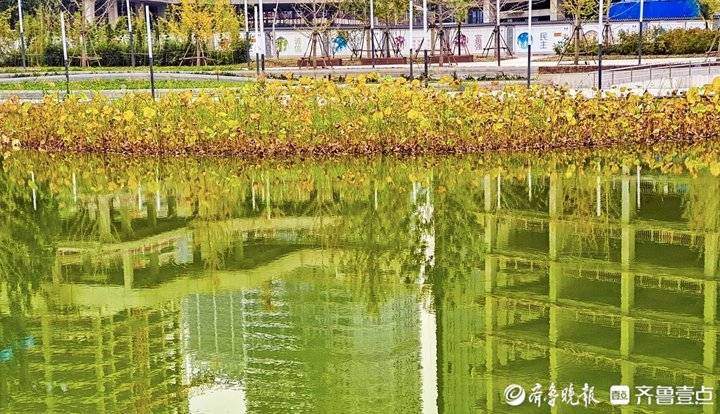 秋季里红橙黄绿青蓝紫七色俱全，实拍济南CBD高楼间的美丽自然