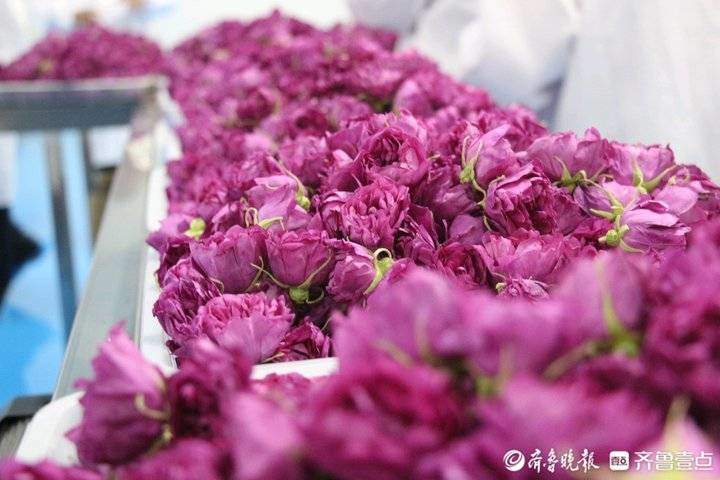 一朵花滋润一座城，济南平阴县如何壮大玫瑰产业？