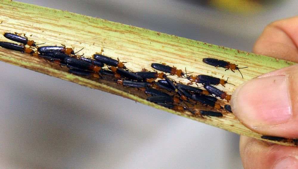 这些外来入侵物种需警惕!