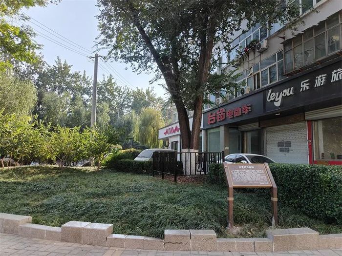 古槐、古皂荚、古榆、古银杏，2023年济南添20处“古树保护园”