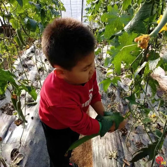 露营＋烧烤＋采摘随意搭配，“玩荒”被泉水人家治好了