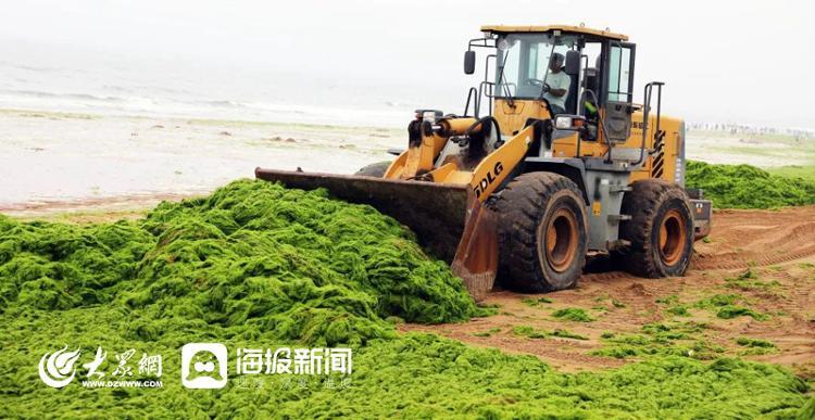 今年浒苔登陆近岸海滩，日照全力打“浒”