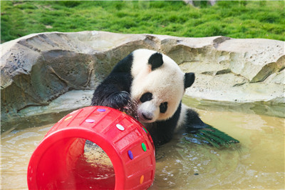 4只大熊猫到这个地方安家落户！9月16日与游客见面