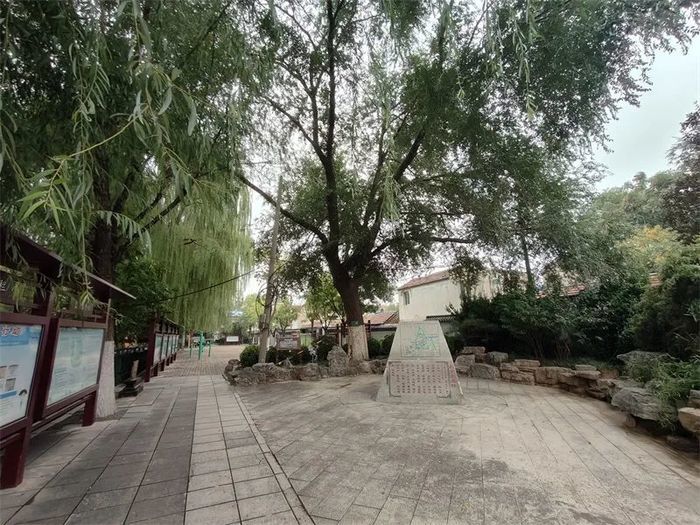 古槐、古皂荚、古榆、古银杏，2023年济南添20处“古树保护园”