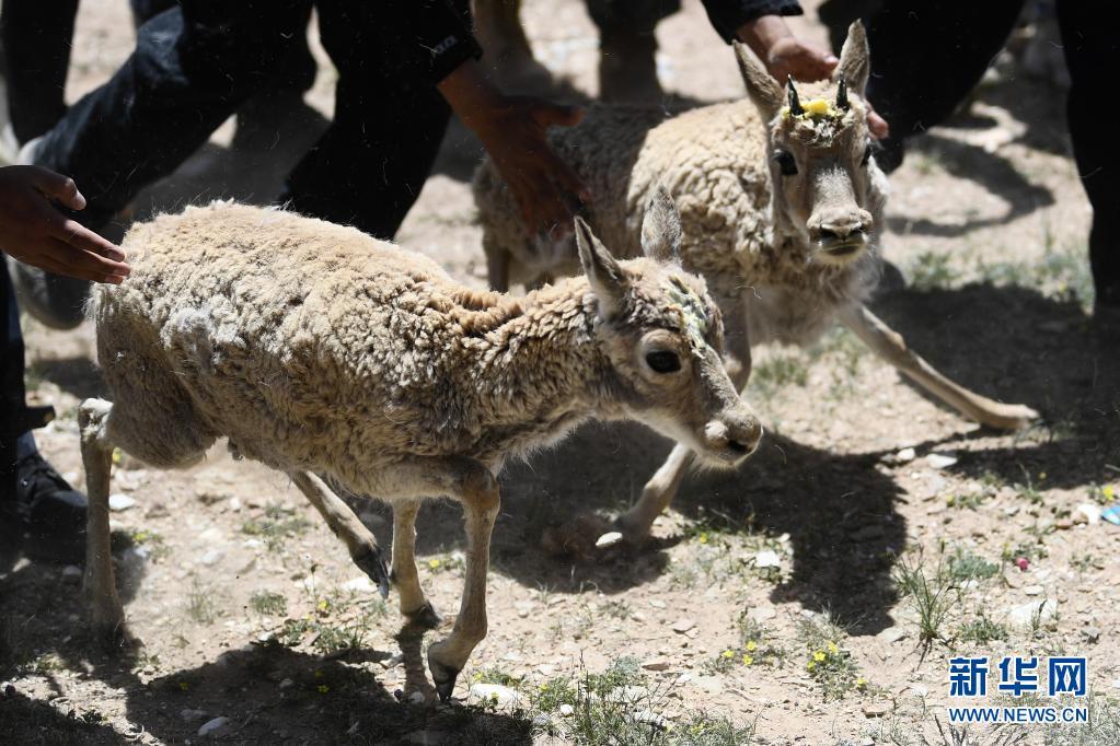 可可西里5只人工救助藏羚羊被放归自然