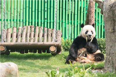 4只大熊猫到这个地方安家落户！9月16日与游客见面