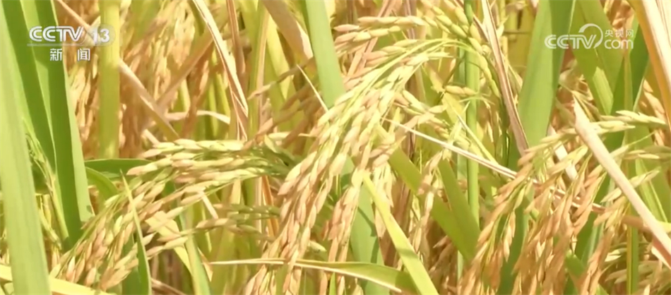 多地水稻陆续成熟 机械化收割提高效率