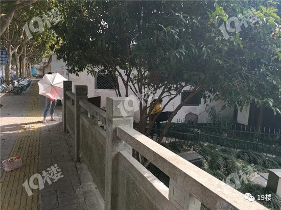 杭州街头桂花遭“毒手”，两个年轻女孩拿着把伞“摇一摇”！
