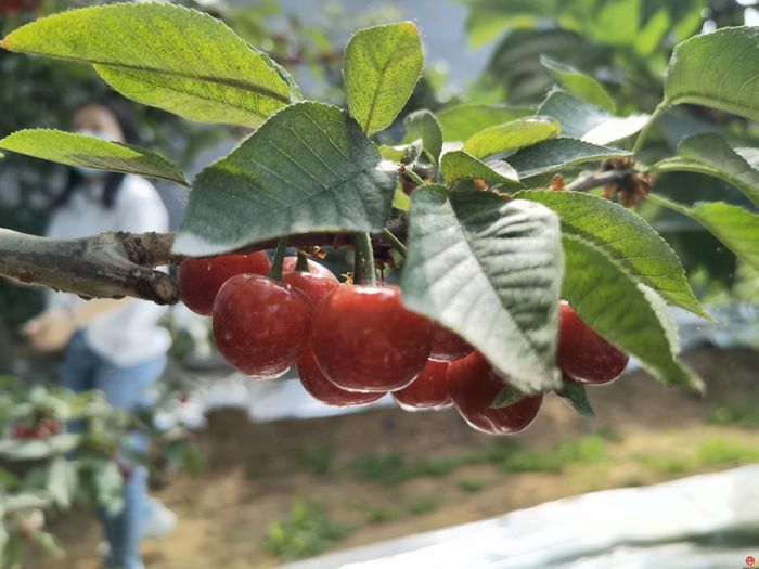 打造北方种业之都正逢其时 “商量”调研济南优势和底气