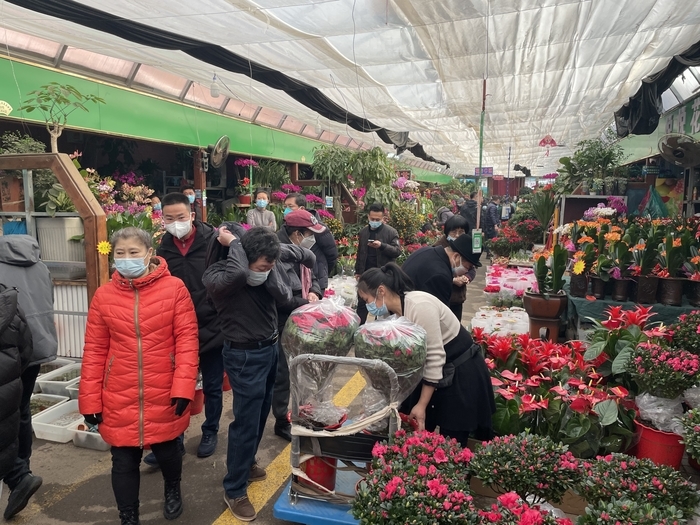 兔年春节至 鲜花送祝福 济南花卉市场迎来销售高峰