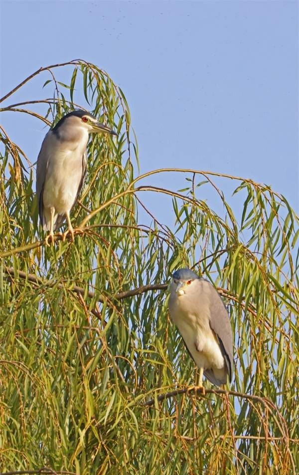 碧波湖畔鹭翩翩 一方秀色一片天