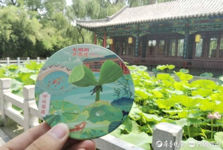 济南并蒂莲“出圈”背后：一朵市花牵动一座城