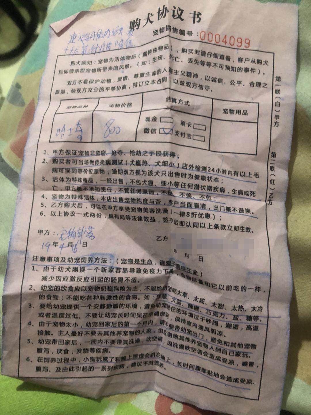 济南市民花八百块钱买来哈士奇，三千块治病却死了