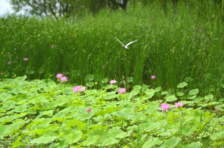 映日荷花别样红，湖光山色俏东城
