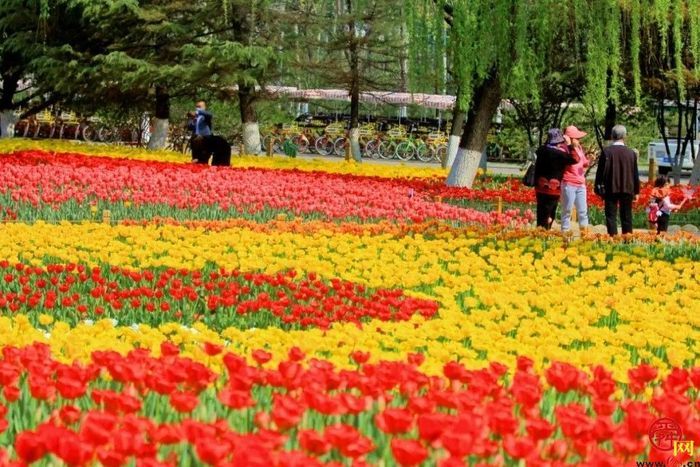 四月来济南一起走花路！打卡赏花路线get