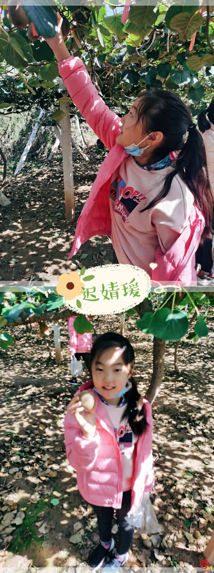 山师附小2018级6班猕猴桃采摘研学活动纪实（稿件有视频，麻烦编辑同事将视频置于链接处）