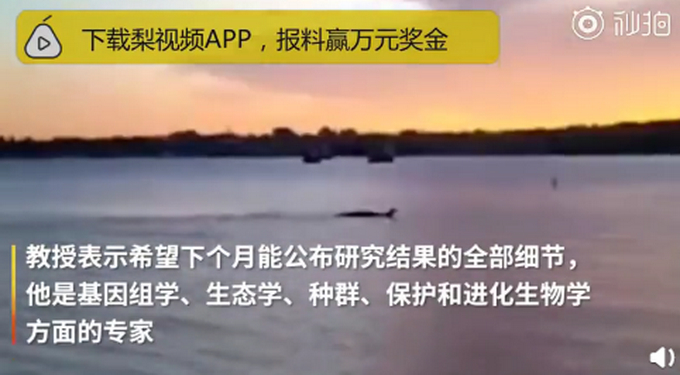 尼斯湖水怪可能真的存在？科学家采集湖底生物DNA