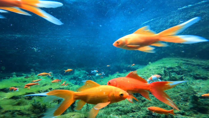 琵琶泉：泉透叠瀑琵琶声 独弹扬韵润心田