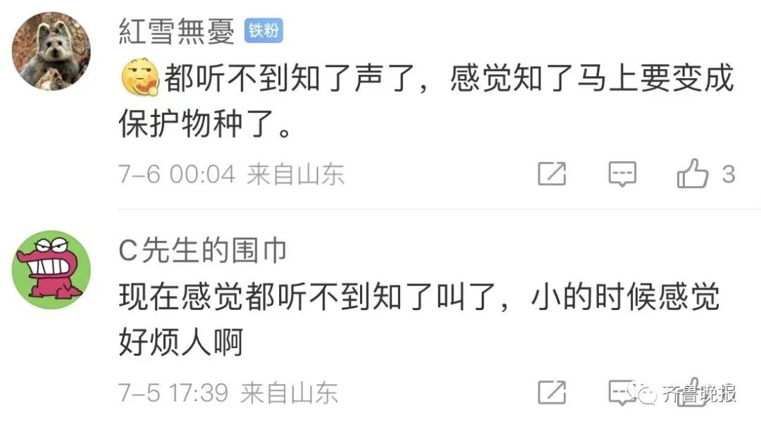 知了猴110元一斤，今年涨10-15元！网友：摸的人比知了猴还多